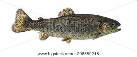 Rainbow trout swimming, isolated on white