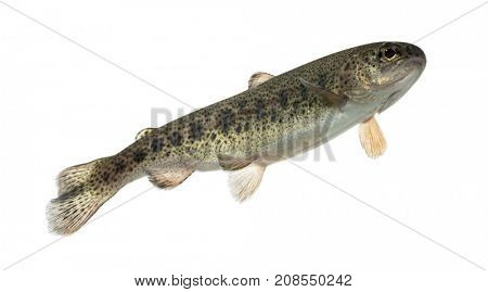 Rainbow trout swimming, isolated on white