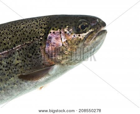 Close-up of head of rainbow trout, isolated on white