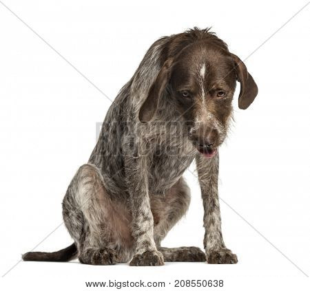 Crossbreed dog looking down, isolated on white