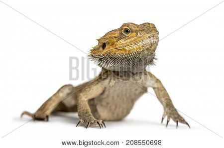 Bearded dragon, isolated on white
