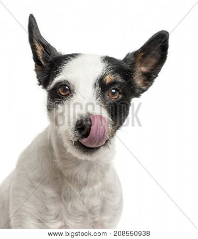 Close-up of a jack Russell licking his nose, isolated on white