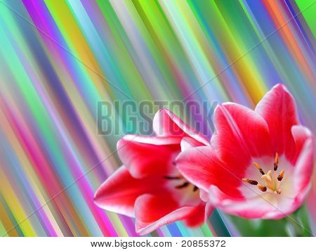 Tulip
