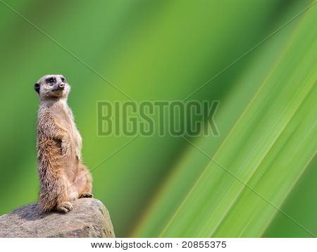 Meerkat