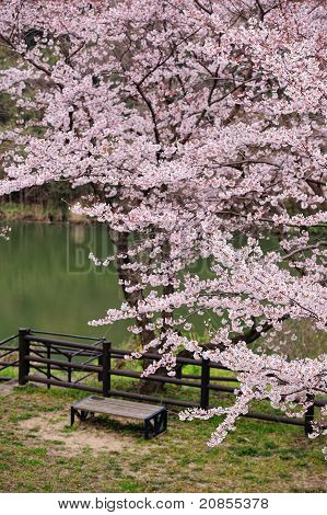 Japanese sakura blossom