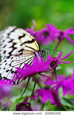 Tree Nymph Butterfly