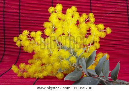 Syney Golden Wattle Branch