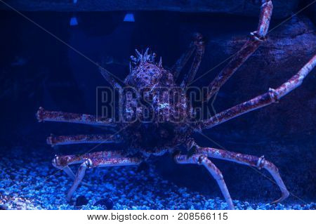 A giant crab under the water in the aquarium