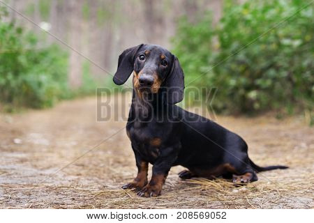 beautiful portrait of a dog (puppy) breed dachshund black tan in the green forest