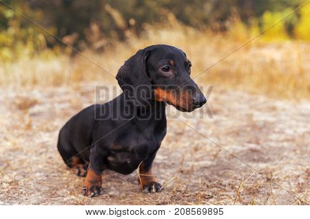 funny portrait of a dog (puppy) breed dachshund black tan in the autumn park