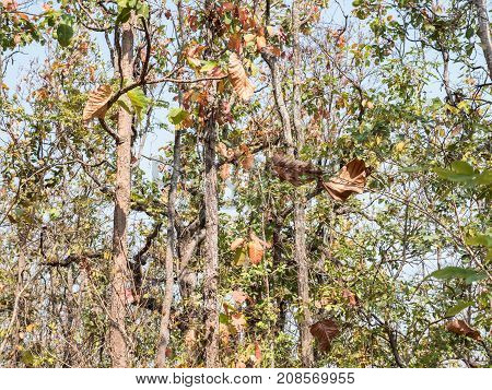 Dry teak forest under the clear blue sky near the hill in the summer time