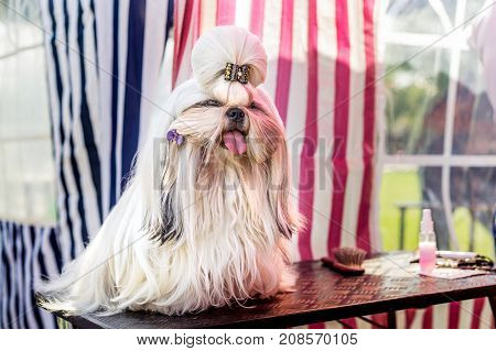 Beautiful decorative dog breed the Shih Tzu on the show. A glamorous companion for girls and family. Champion exhibitions. dog show.