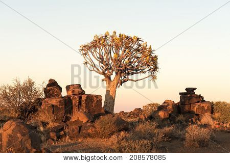 Sunrise at the quiver tree forest at Rest Camp near Keetmanshoop on the B1-road to Mariental