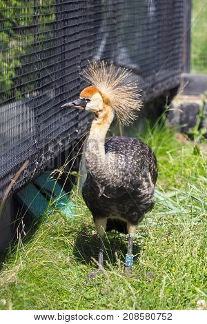 Gray Crowned Crane In An Enclosure Zimbabwe National Park