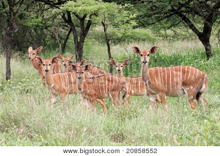 Nyala antilopi, Sud Africa