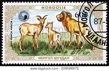 MONGOLIA - CIRCA 1987: a stamp printed in Mongolia shows Mountain Sheep Ovis Ammon male female lamb circa 1987