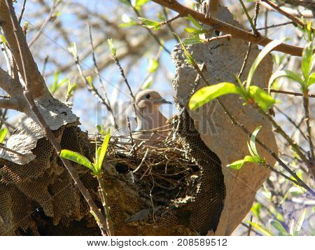 pigeon nesting in abandoned honeycomb in spring