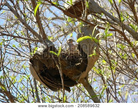 pigeon nesting in abandoned honeycomb in spring