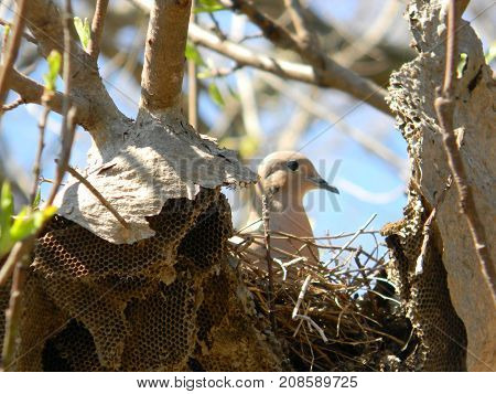 pigeon nesting in abandoned honeycomb in spring