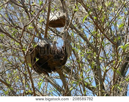 pigeon nesting in abandoned honeycomb in spring