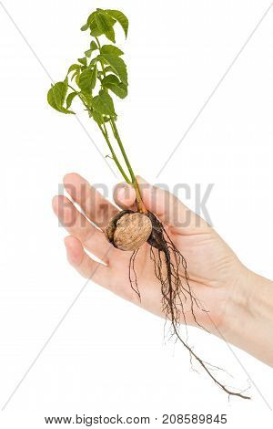 Female Hand Holds  Seedling Of A Walnut, Isolated On White Background