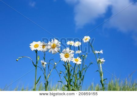 Fiori Margherita