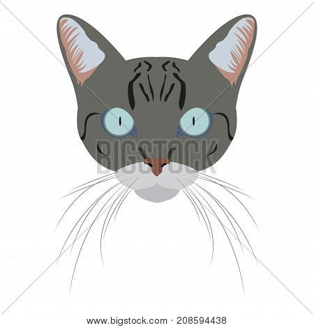 Isolated Egyptian mau cat avatar on a white background, Cat breed, Vector illustration