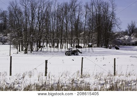 Couteau du Lac, Quebec - March 7, 2011 -- Landscape scene of bison gather among the snow covered trees with a tractor passing by in the foreground on a cold snow covered hillside on a bright sunny late afternoon in March.