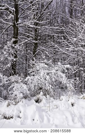 Vertical close up of snow covered forest trees and branches near Couteau du Lac, Quebec on a bright sunny late afternoon in March.