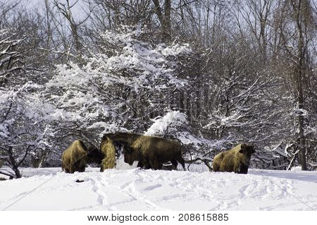 Landscape scene of bison gather around a bale of hay on a cold snow covered hillside near Couteau du Lac, Quebec on a bright sunny late afternoon in March.