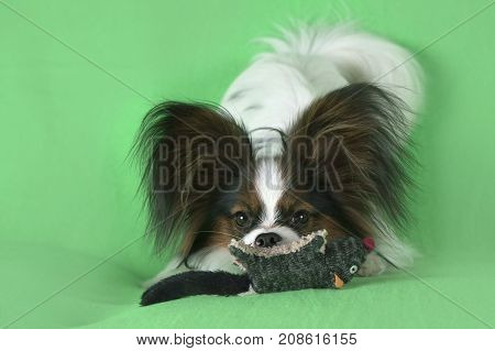 Beautiful young male dog Continental Toy Spaniel Papillon with plush toy on a green background