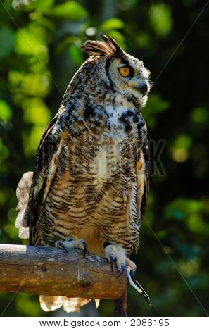 Eagle-Owl 1