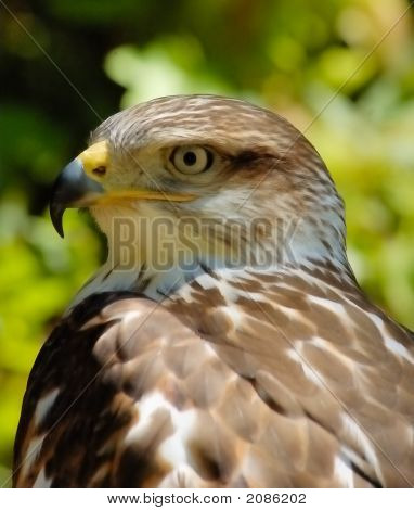 Falcon 1