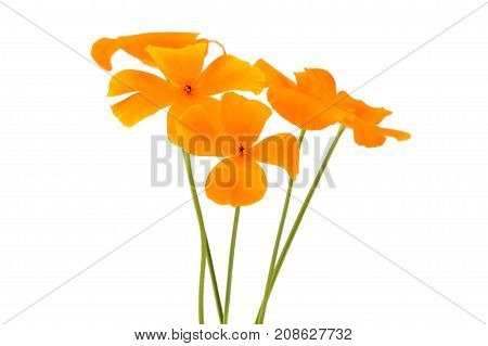 Californian poppy flower isolated on white background