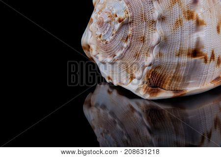 Close-up seashell with reflection on black background .