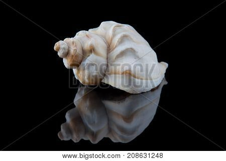Decorative seashell on a black background .