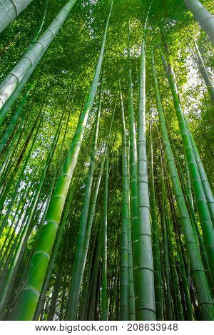 Arashiyama Bamboo Forest, Kyoto, Japan