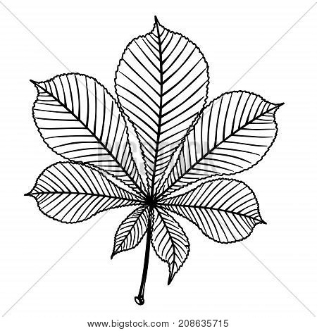Chestnut detailed leaf. Outline illustration of chestnut tree detailed leaf black vector illustration for print or web design.