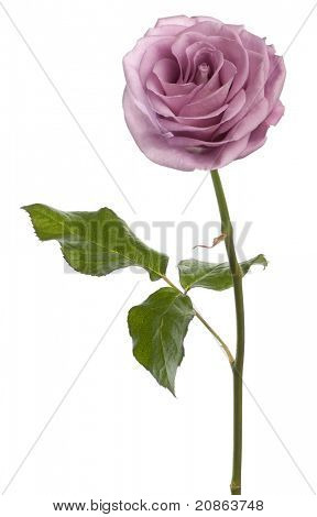 Rosa aqua