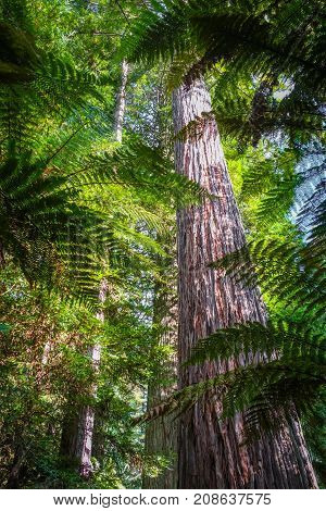 Giant Sequoia Redwood Forest, Rotorua, New Zealand