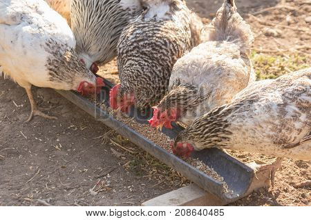The Homemade chicken broiler eat the food