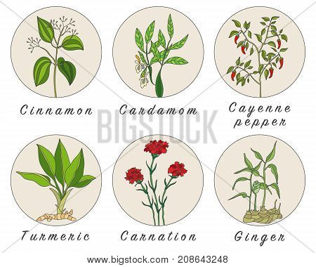 Set of spices herbs and officinale plants icons. Healing plants. Medicinal plants herbs spices hand drawn illustrations. Botanic sketches icons.