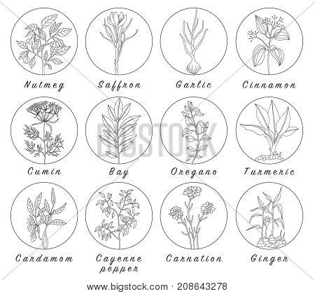 Set of spices herbs and officinale plants icons. Healing plants. Medicinal plants herbs spices hand drawn illustrations. Botanic sketches icons.