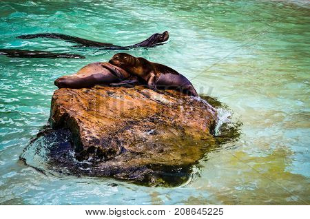 two seals cuddling and resting in sunlight on a rock