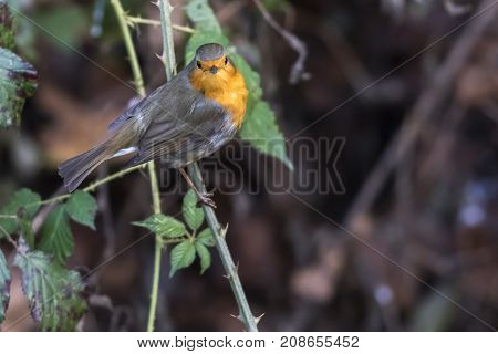 Robin Redbreast (erithacus Rubicula)