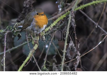 Robin Redbreast (erithacus Rubicula)