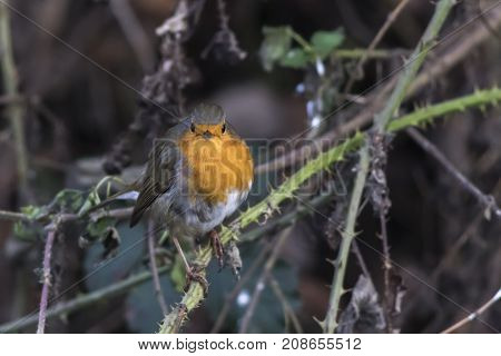 Robin Redbreast (erithacus Rubicula)