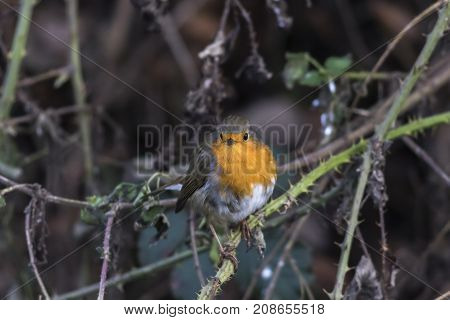 Robin Redbreast (erithacus Rubicula)