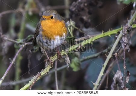 Robin Redbreast (erithacus Rubicula)