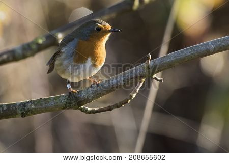 Robin Redbreast (erithacus Rubicula)